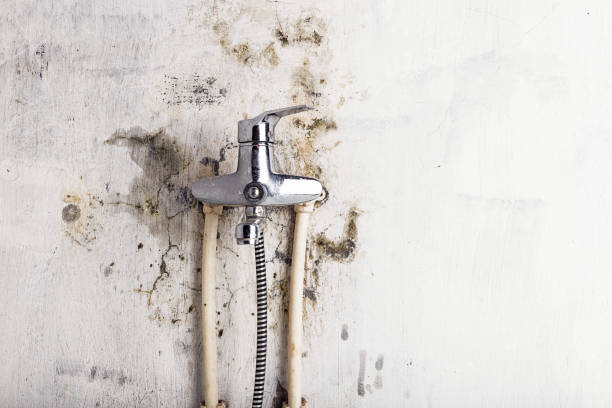 Best Home Mold Removal  in Cleveland, OH