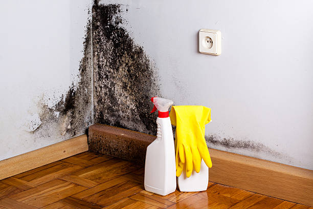 Best Mold Testing  in Cleveland, OH